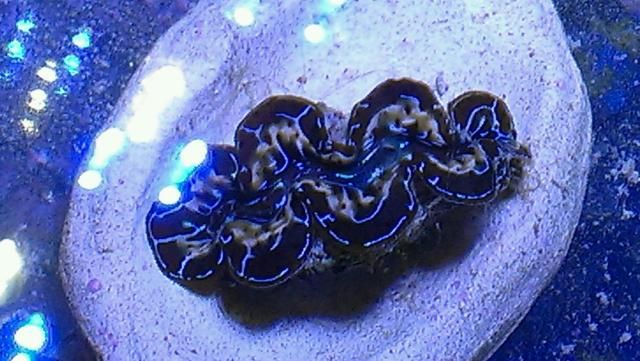 IMAG0016-1-1.jpg