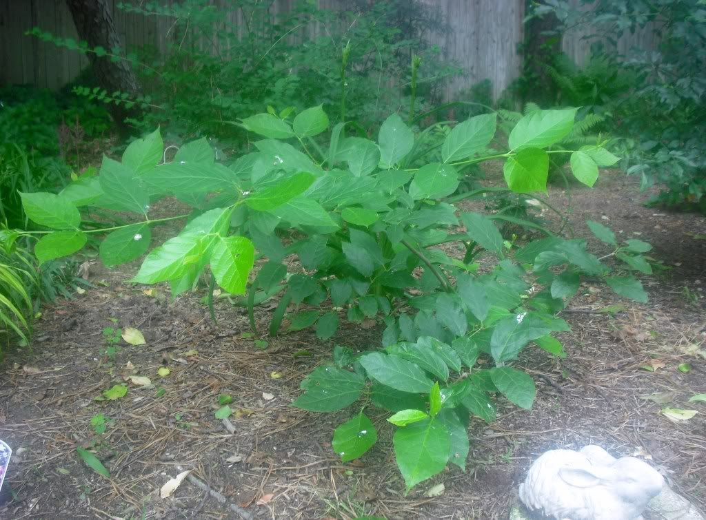 Calycanthus Venus