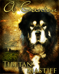 Cantons Wolf With Golden Coat