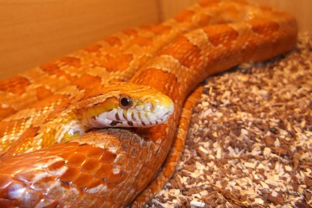 The Corn Snake Forum The Biggest Corn