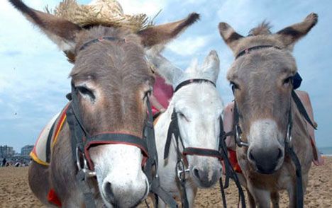 donkeys1508_428x269_to_468x312_zpse5fc6372.jpg