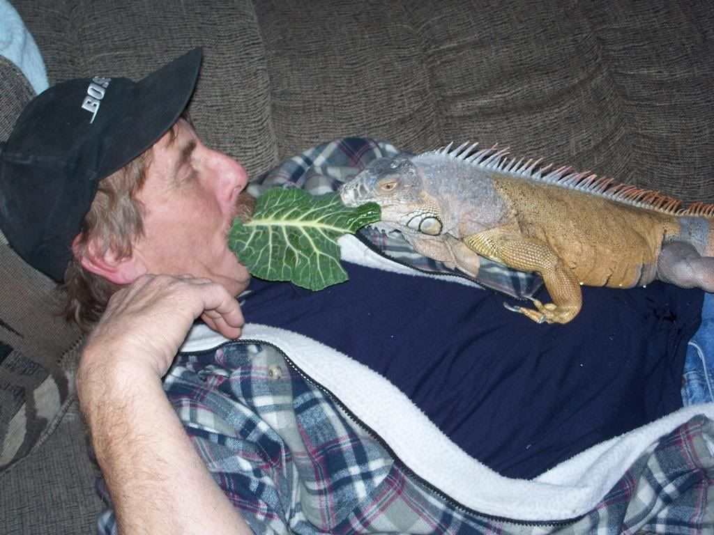 iguana vs lizard