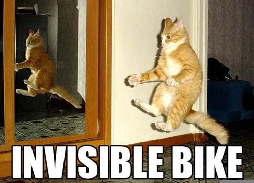 funny-cat-picture-04.jpg