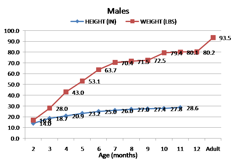 Growth Chart of Puppy Weight and Height? Page 10 Doberman Forum