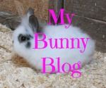 My Bunny Blog