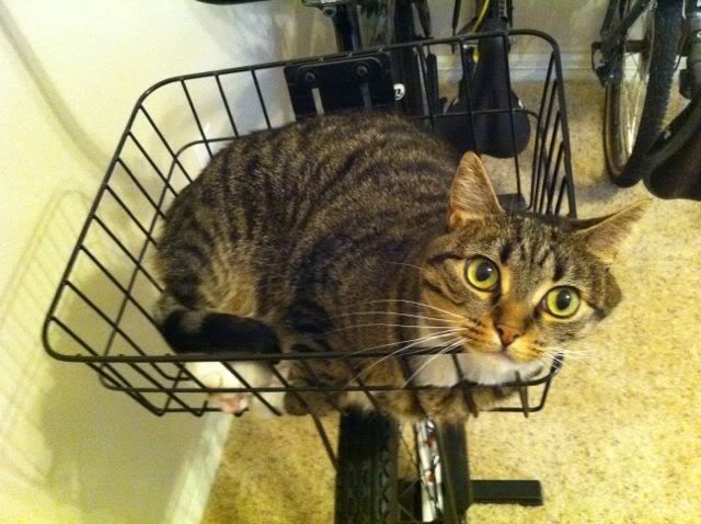 cat bike basket