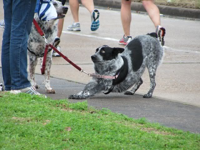 Houston Marathon dog