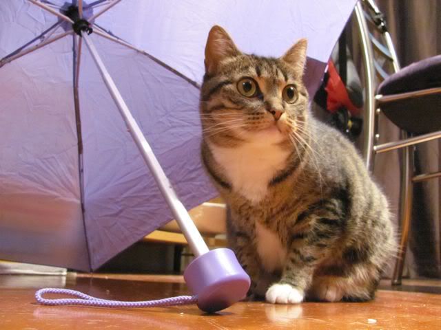 Umbrella cat