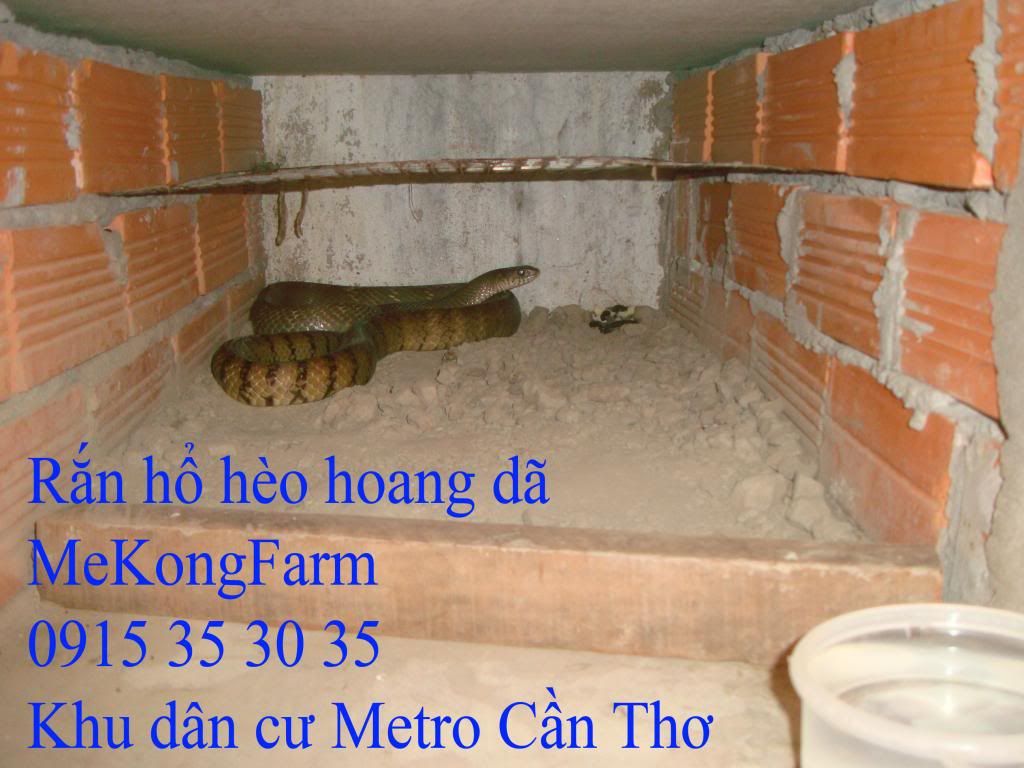 Hoangdahoc.jpg