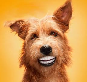 doggie dentures photo: Doggie Dentures DentaStix_Print01.jpg