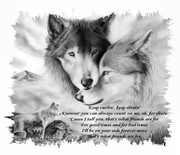 two wolves in love Pictures, Images and Photos