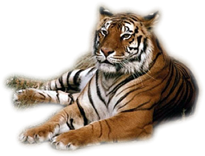 yellow tiger