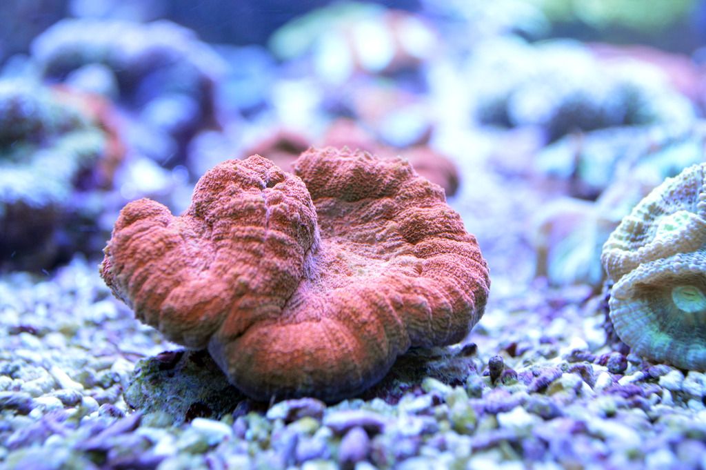 DSC_18841_zpsvjkaffbf.jpg