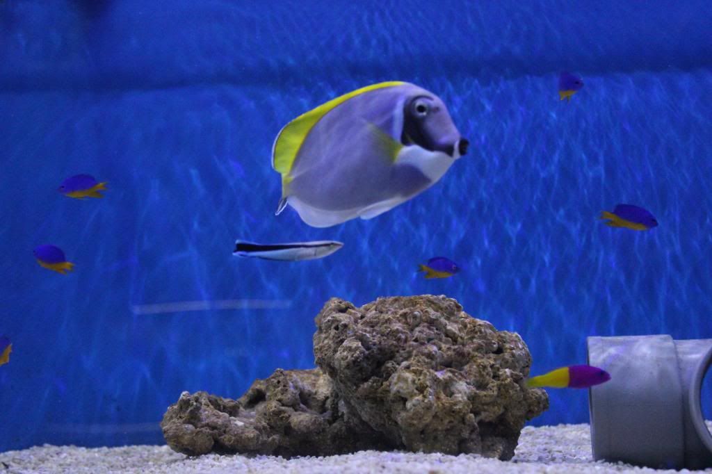 IMG_4726_zps4d5a1796.jpg