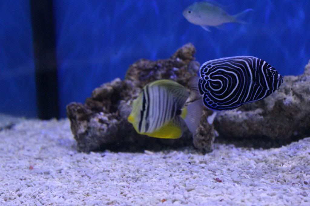IMG_4818_zpsdbcc9f45.jpg