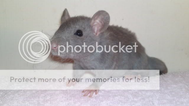 NW England - Rats for Rehoming - Pets only | Reptile Forums